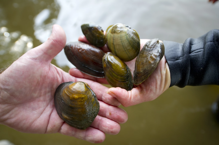 Volunteers hold native pimpleback mussels collected during a survey on the Grand River. Most survey efforts have focused on rivers and the Great Lakes; a new research project seeks to gather more data on Michigan's inland lakes.