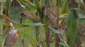 One change to the crop insurance program some are pushing for is the inclusion of other crops besides corn and soybeans.