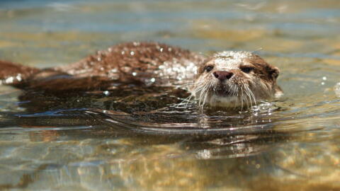 Splash the otter can find human remains under water. (Courtesy of Michael Hadsell)