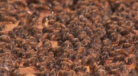 More than 40% of honey bee colonies in the U.S. die every year — threatening the nation’s food security.