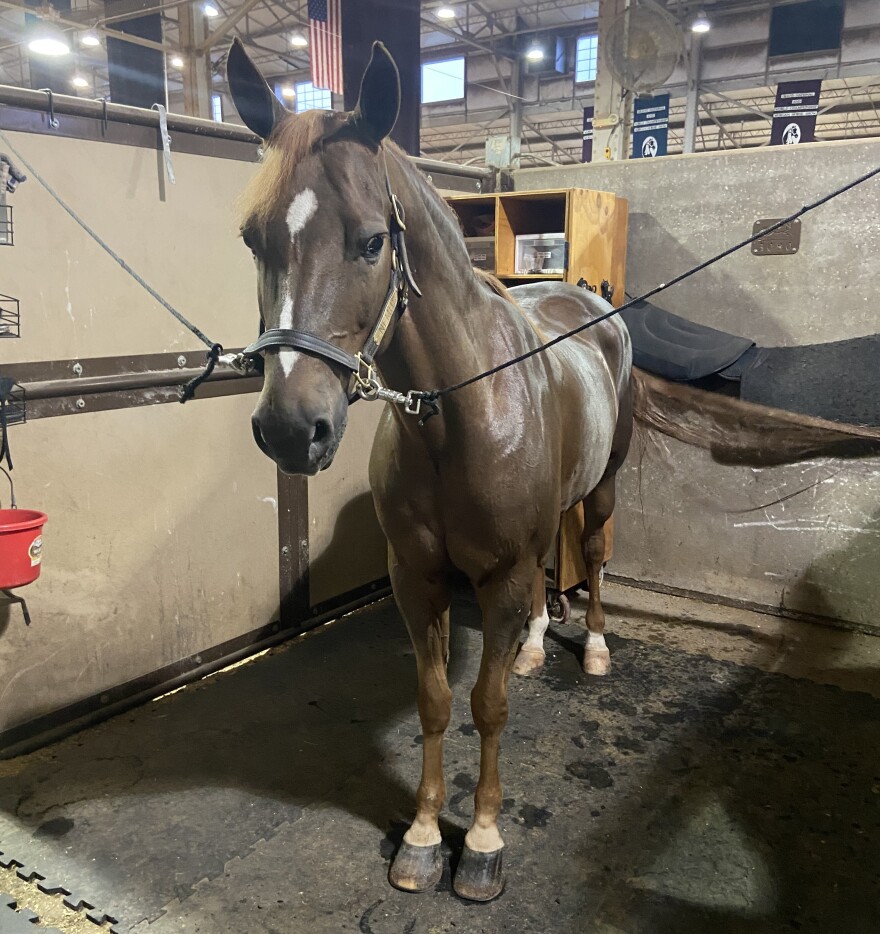 A Morgan Horse from Hallmark Farms, Edmond, OK