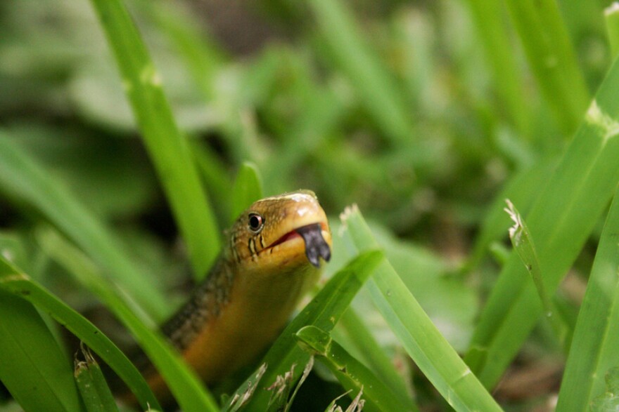 The Eastern Glass Lizard is a common legless lizard.