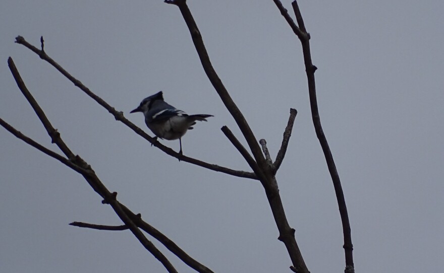 Blue Jay perched along the interurban trail. A lot of people talk about birds being bioindicators. They tell us about the health of the ecosystem – not only the number but type of species you’re seeing and how good it is at supporting wildlife - Medhavi Ambardar, Lake Michigan Bird Observatory.