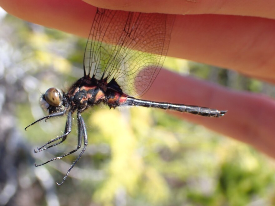 A dragonfly is held safely between a person's index and middle finger. It has a black and red body.