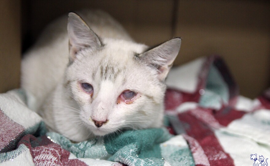 Law enforcement officials seized 62 cats and three dogs in raids on private homes in Bonham on Jan. 18. The animals were turned over to the SPCA of Texas.