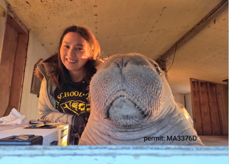 On Alaska's northwest coast, orphaned walrus calf's rescue began with startling discovery