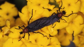 The lovebug is actually a fly with the scientific name Plecia nearctica.