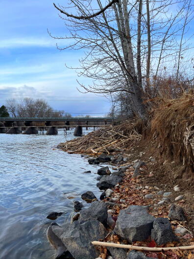 Beavers have already started to rewild this section of the river.