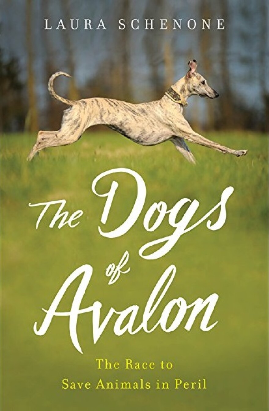 Book Cover - The Dogs of Avalon