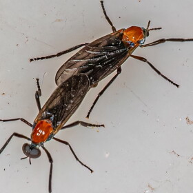 closeup of love bug (s) 