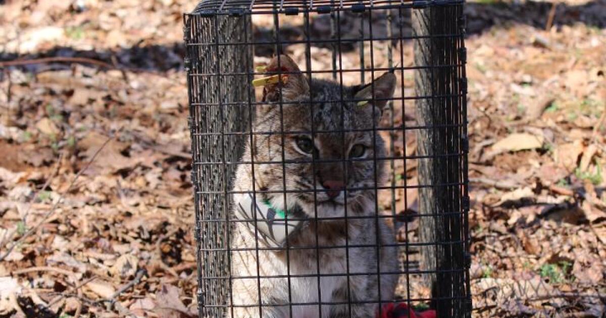 Scientists track bobcats in Virginia, hoping to protect them and other wildlife WVTF
