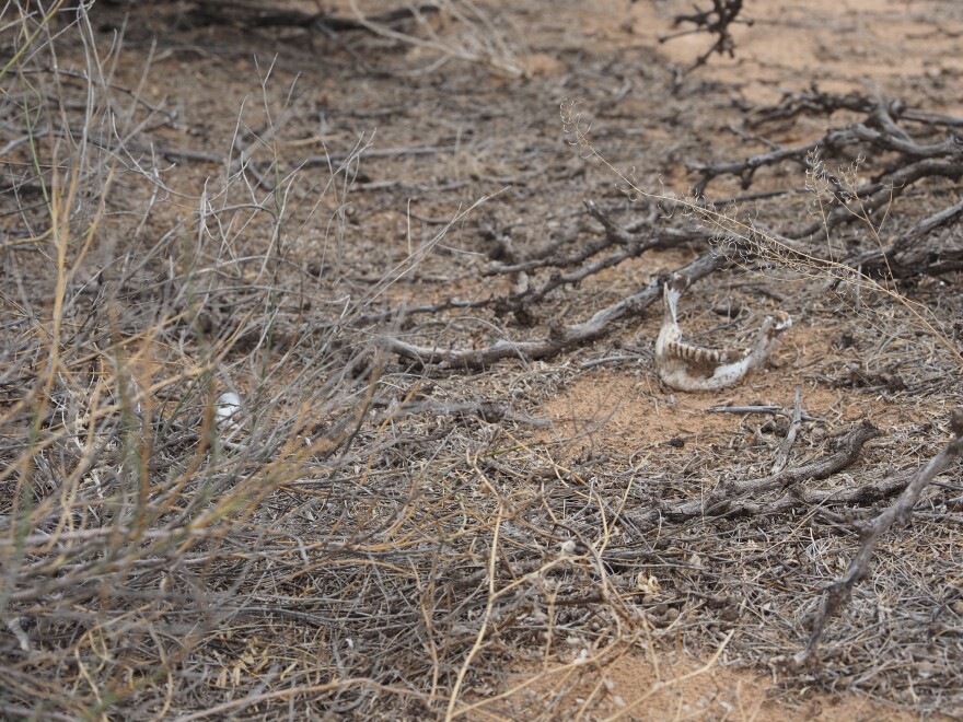 A human jawbone was encountered within a few miles of the Doña Ana County International Jetport.