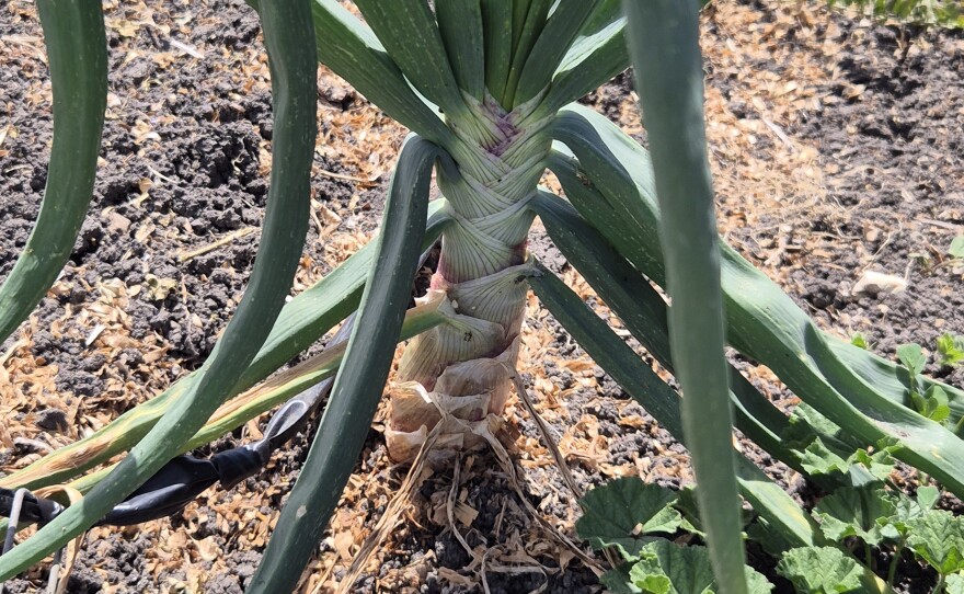 Garlic ready to harvest. The farmer can tell how big the bulb will be by how thick the stalk is just above the ground.
