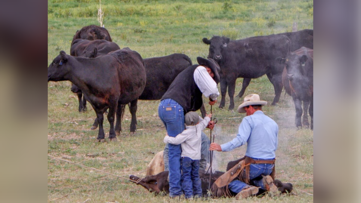 New SDPB documentary explores the art & history of cattle branding - Vimarsana News