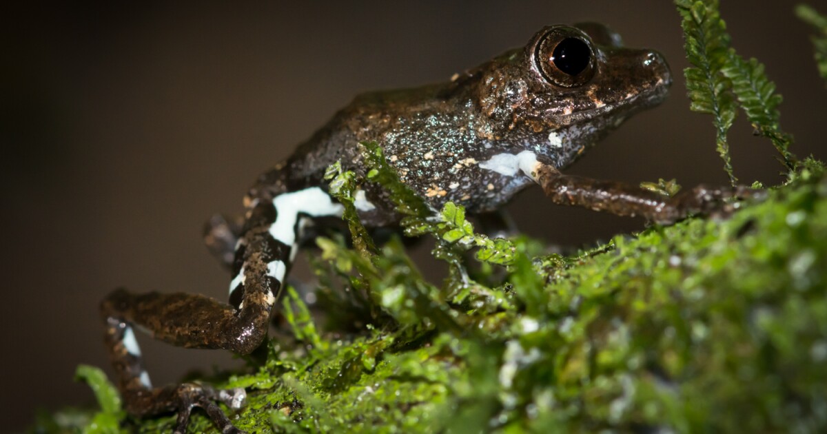 The science behind frog songs