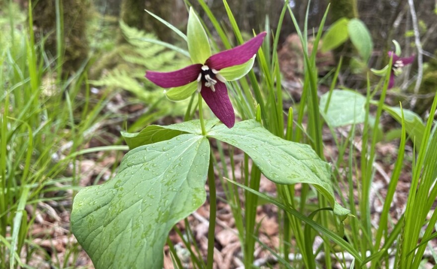 A purple trillium blooms in the early-spring atmosphere of the higher-elevation Smoky Mountain forests.
