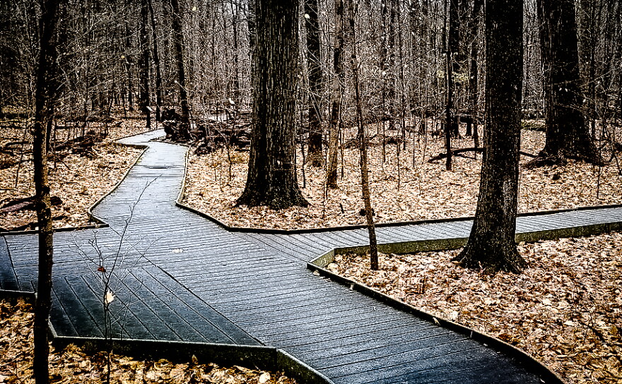 Boardwalk in Johnson Nature Preserve