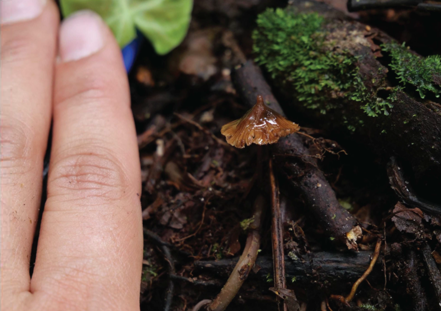 Giuliana Furci discovered a new species of mushroom, Psilocybe stametsii, in Los Cedros Biological Reserve in Ecuador.