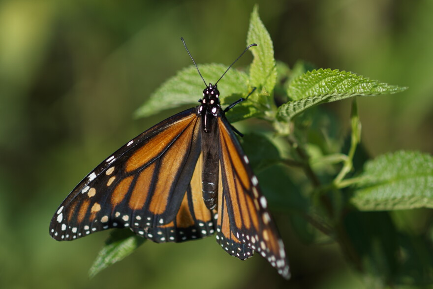A monarch butterfly rests on a plant at Abbott's Mill Nature Center in Milford, Del. Already at risk of extinction, the monarch butterflies that flutter through Texas on their way to Central Mexico face yet another formidable predator: deadly traffic. Millions of monarchs die on the state's highways as they collide with vehicles while flying.