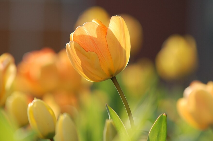 tulip-690320_960_720.jpg
