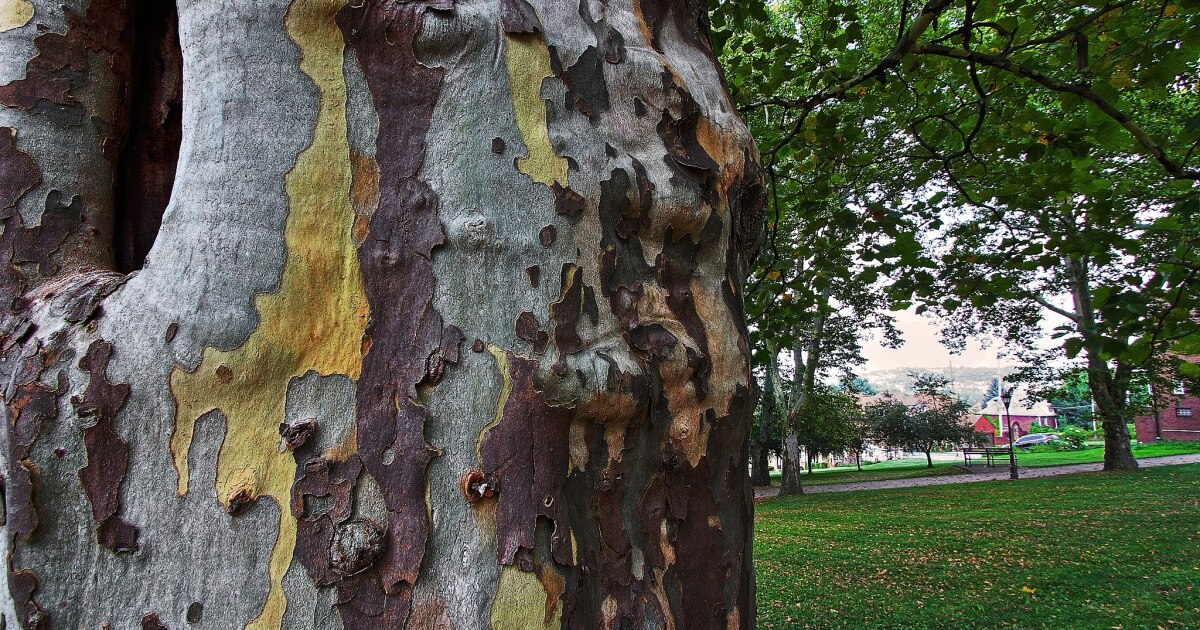 Why are sycamores trees messy? KUER