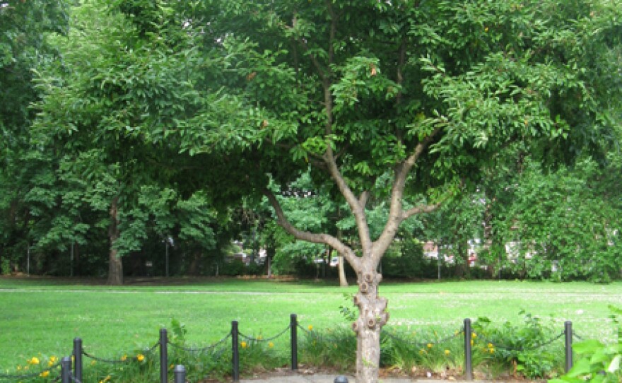 The transition to the city’s current animal control strategy started when Rodney McAllister was mauled to death 10 years ago by a pack of dogs in Ivory Perry Park, where this memorial tree now stands.