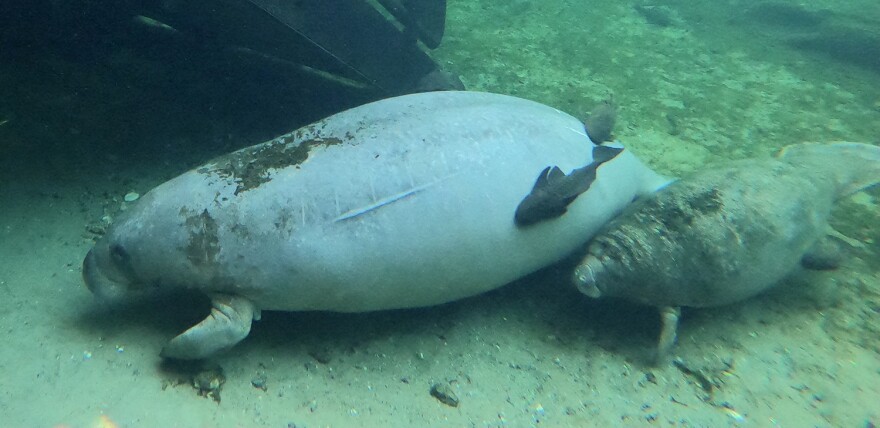 Frontiers  Associated benefits of manatee watching in the Costa dos Corais  Environmental Protection Area