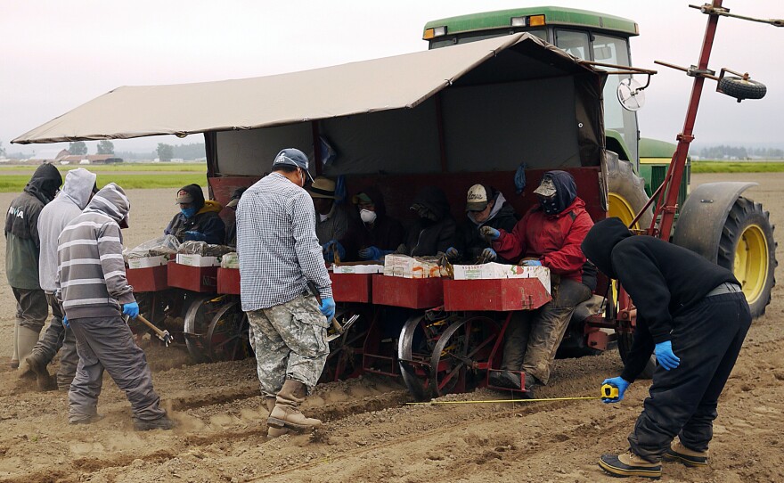 A tractor pulls workers planting strawberry roots through a field at Sakuma Brothers Farm in Burlington, Wash.,