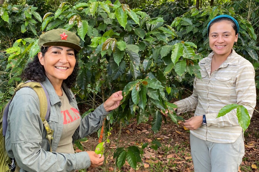 Dr. Ivette Perfecto and her student, Iris Rivera Salinas doing fieldwork on a coffee farm.