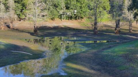 Mostly dried up pond with some birds visiting