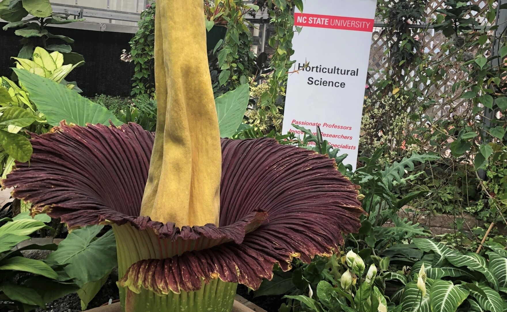 At N.C. State, an endangered 'corpse flower' finally rises after a decade WUNC