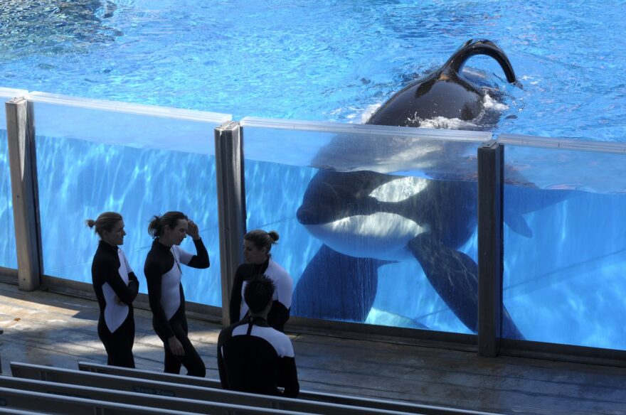 FILE- In this March 7, 2011 file photo orca whale Tilikum, right, watches as SeaWorld Orlando trainers take a break during a training session at the theme park's Shamu Stadium in Orlando, Fla. Tilikum, an orca that killed a trainer at SeaWorld Orlando in 2010, has died. According to SeaWorld, the whale died Friday, Dec. 30. 2016. (AP Photo/Phelan M. Ebenhack, File)