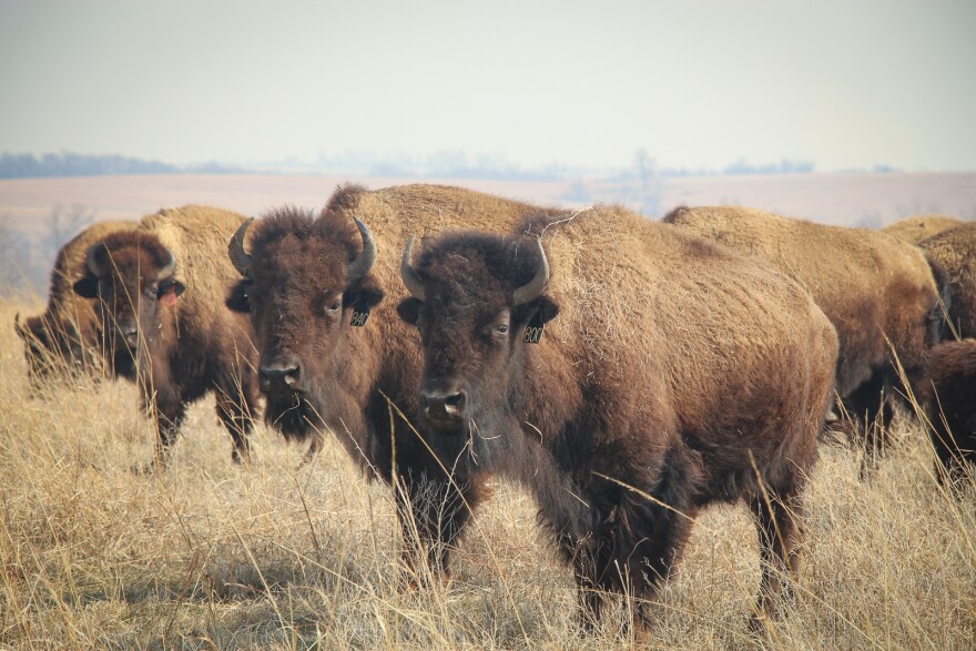 The huge livestock at Soldier Creek Bison Ranch depend on tiny insects to keep the prairie healthy.