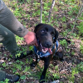 Wheeler is a conservation detection dog for Find It Detection Dogs. He and his handler, Stu Hoegh, travel all over the world for contracts tracking down different animal signs. (credit: Ellie Katz / Points North)