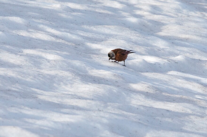 A gray-crowned rosy finch catches an ice worm.