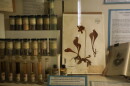 Dried specimen and extracted oils in a display at the UNC Herbarium on Tuesday, Sept. 1.