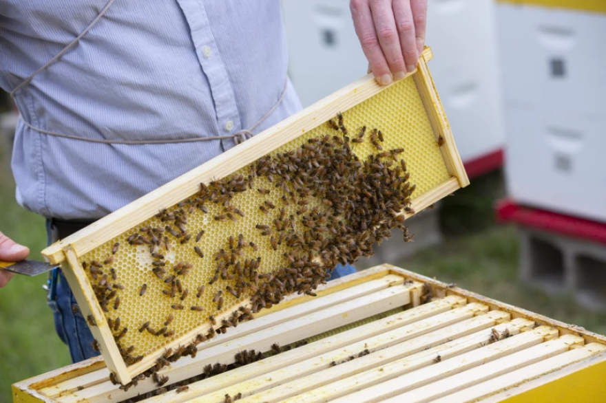 Randall Cass (pictured above) holds a frame of comb from one of his hives. He said about 20,000 to 80,000 bees make up one honeybee colony.