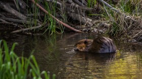 A beaver sits near its dam on John Brown's property near Pullman, Washington, on Sunday, May 10, 2026.