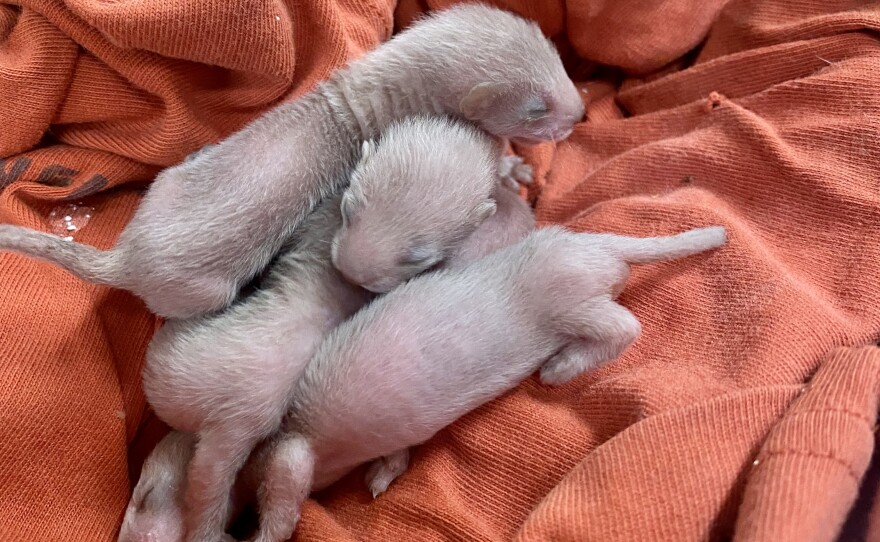 A littler of baby weasels nestle together on an orange blanket. 
