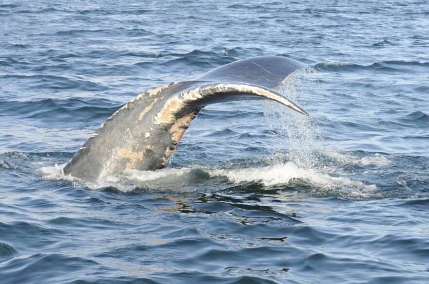 Photo of a whale tail splashing out of the water. The tail has many scars and injuries.