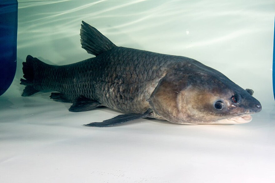 Asian Black Carp