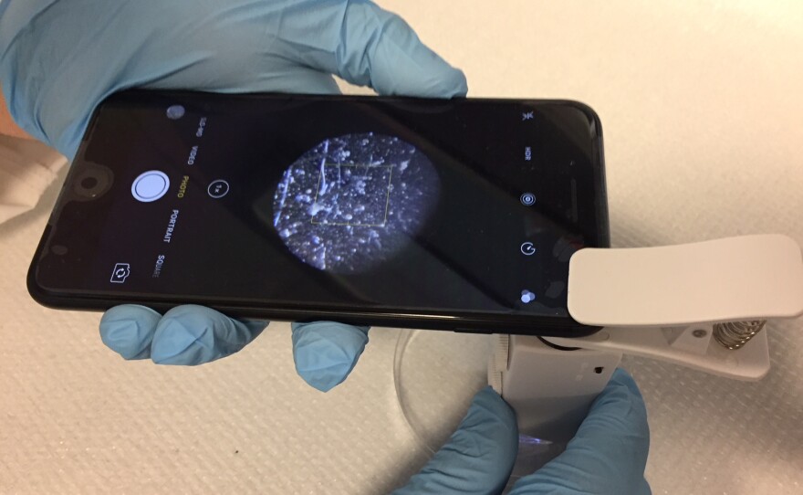 A prototype of a smartphone app, in development at UMass-Amherst, that detects bacteria in food.