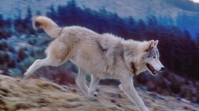 Washington's wolf plan looks great on paper, ranchers say, but they worry the state budget crisis will hamper payments for livestock killed by wolves.