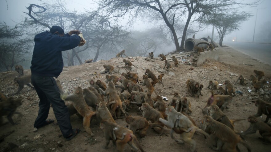 Monkeys mob a devout Hindu man with a packet of biscuits in New Delhi on Jan. 30. Hindus believe that feeding monkeys brings them the blessings of the Hindu monkey god, Hanuman.