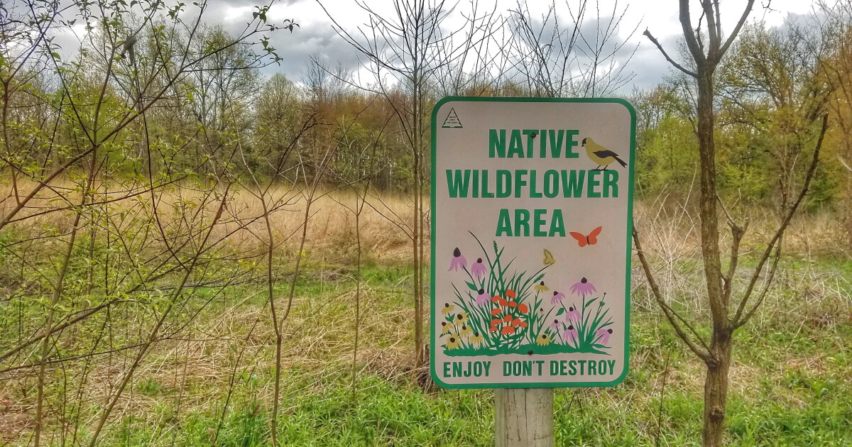 Wildflowers Are In Bloom: Here's What To Look For On A Nature Walk