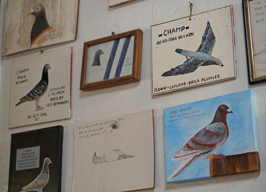 Paintings of previous champion pigeons line the walls of the Mount Pleasant Homing Pigeon Club in St. Louis.
