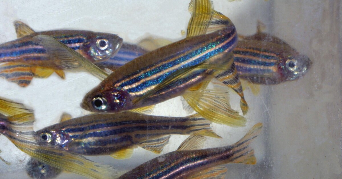 If Zebrafish Can Regenerate, Why Can't We? Maine Public