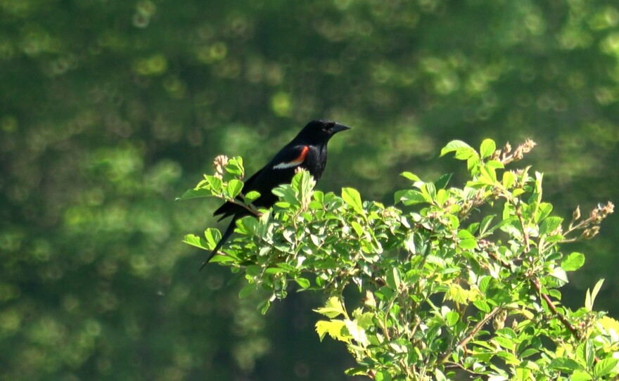 A red-winged blackbird sits on a branch.