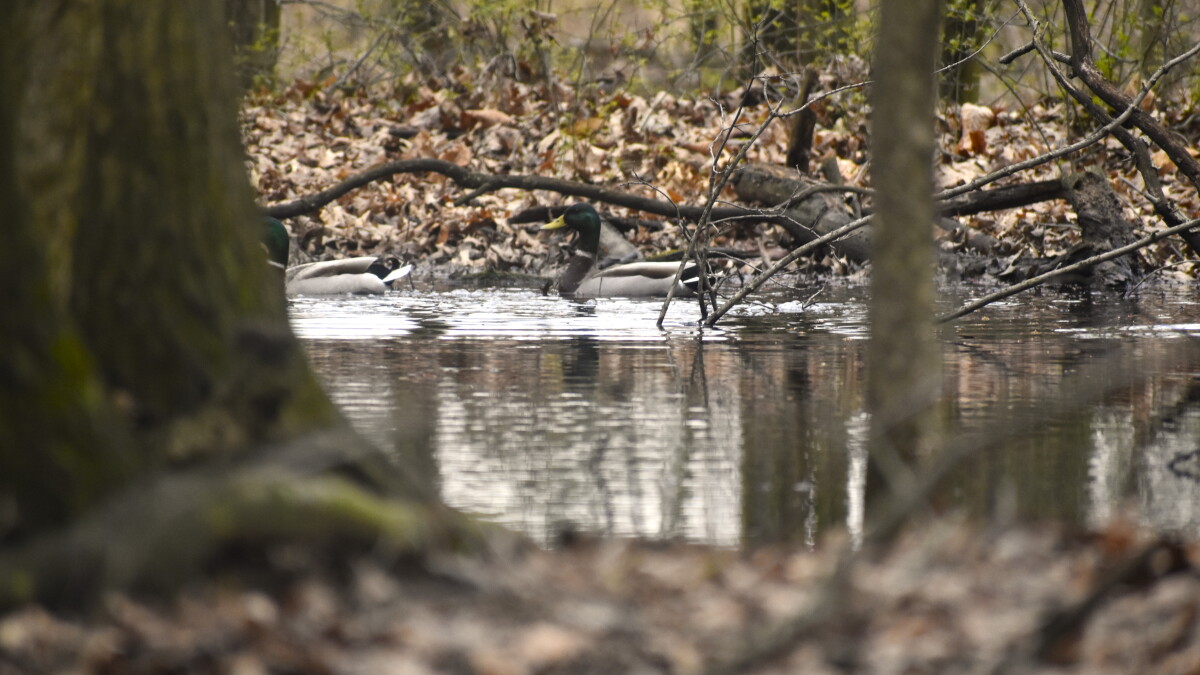 Columbus adds five new nature preserves to make parks more accessible amid development - Vimarsana News