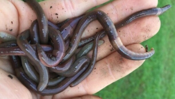 Researcher Brad Herrick holds a handful of invasive umping worms in Madison, Wisconsin. Herrick says the university is beginning to study the possible impacts of the worms on agriculture.